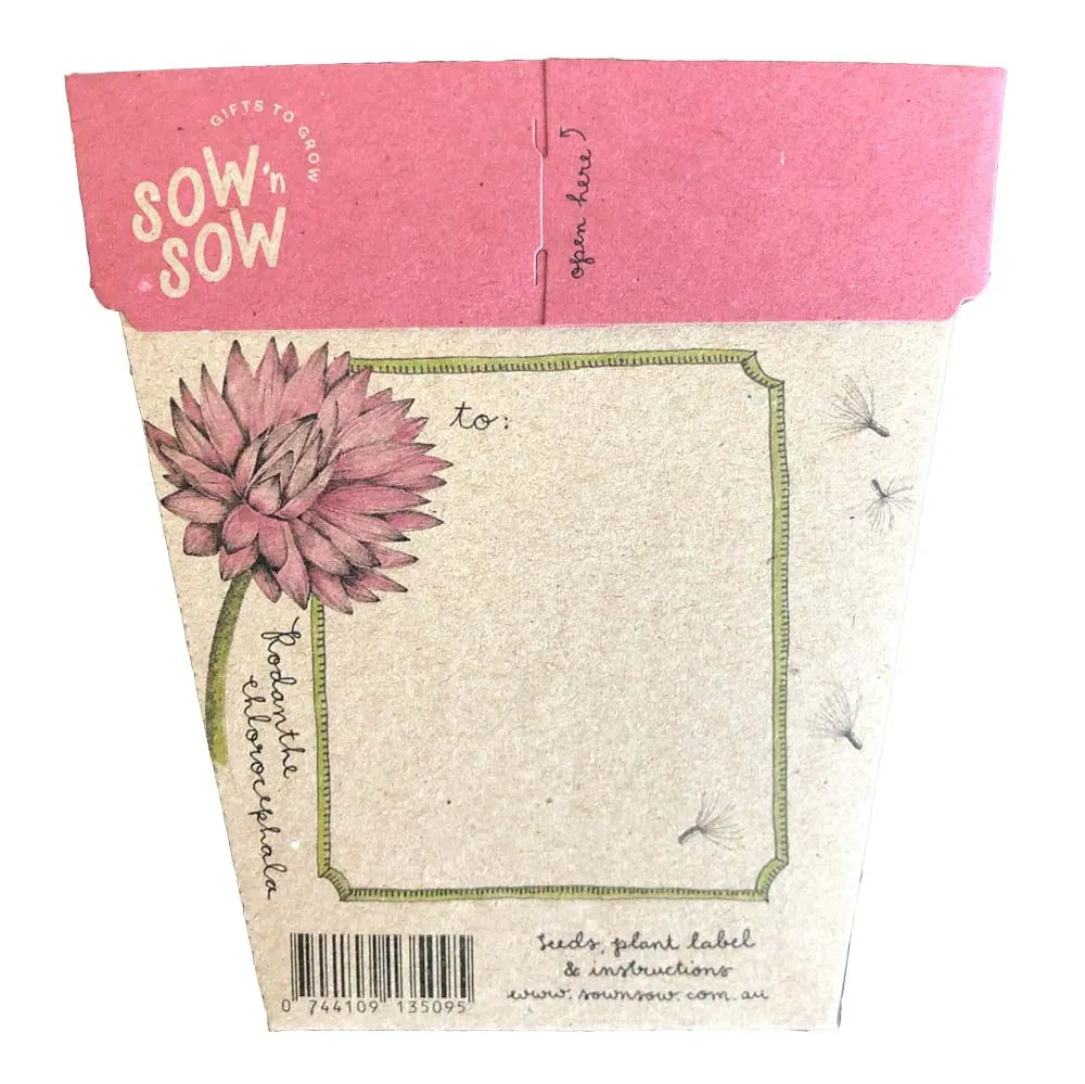 Sow n' Sow Everlasting Daisy Gift of Seeds | 30% OFF | Children of the Wild