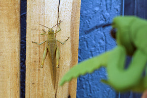 Folkmanis Mini Praying Mantis Finger Puppet | Children of the Wild