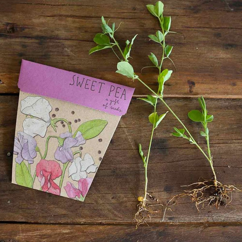 Sow n' Sow Gift of Seeds - Sweet Pea | Children of the Wild